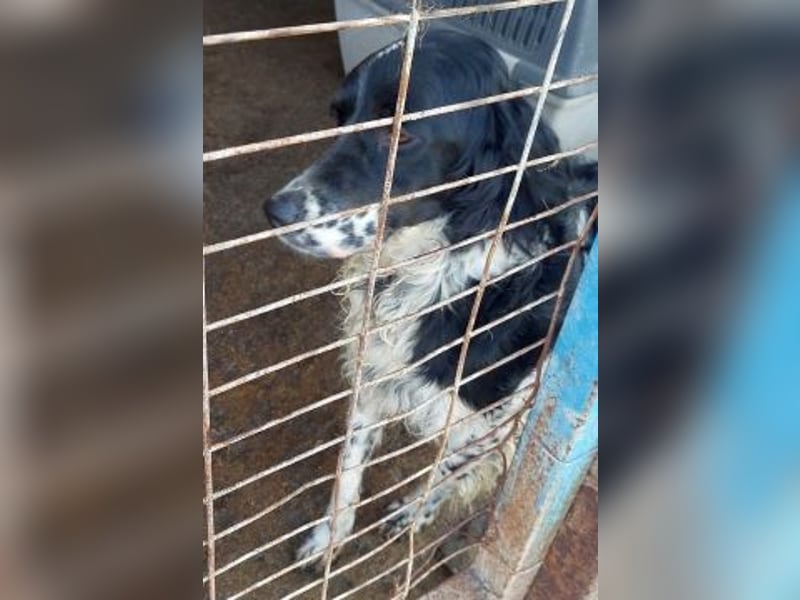 Serafina- schmusige Setter-Mix-Hündin liebt Mensch und Tier