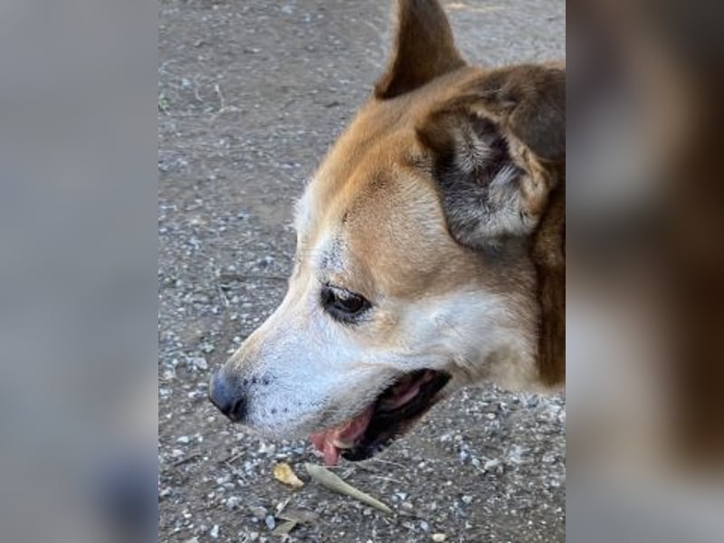 Nala - liebe sanfte Hündin