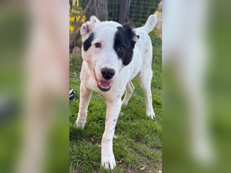 Herzenshund Scooby Doo sucht liebevolles Zuhause