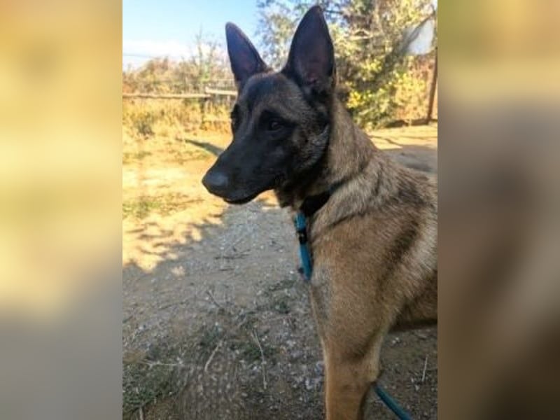 Zorro - menschenbezogener Rüde sucht sein Zuhause