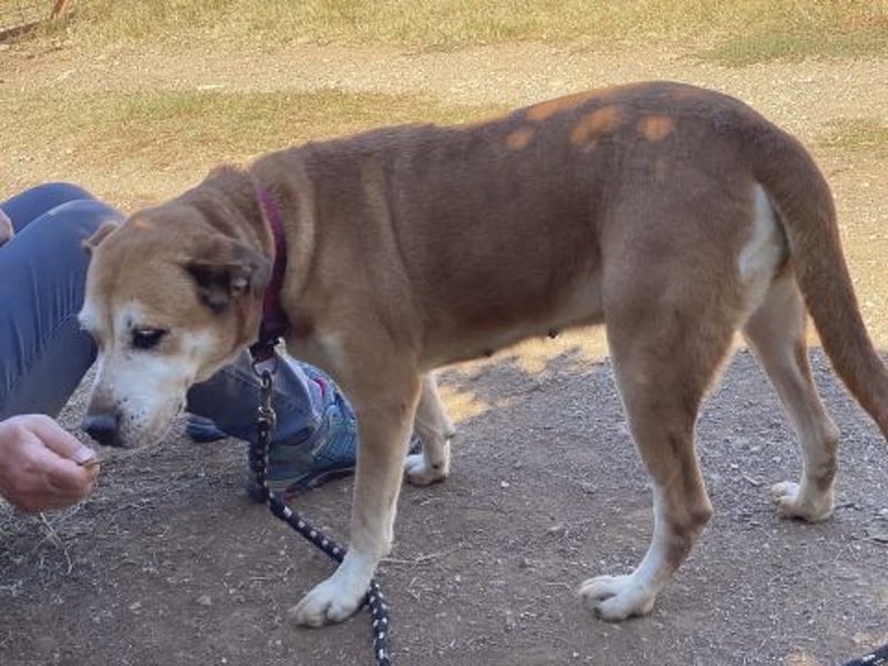 Nala - liebe sanfte Hündin