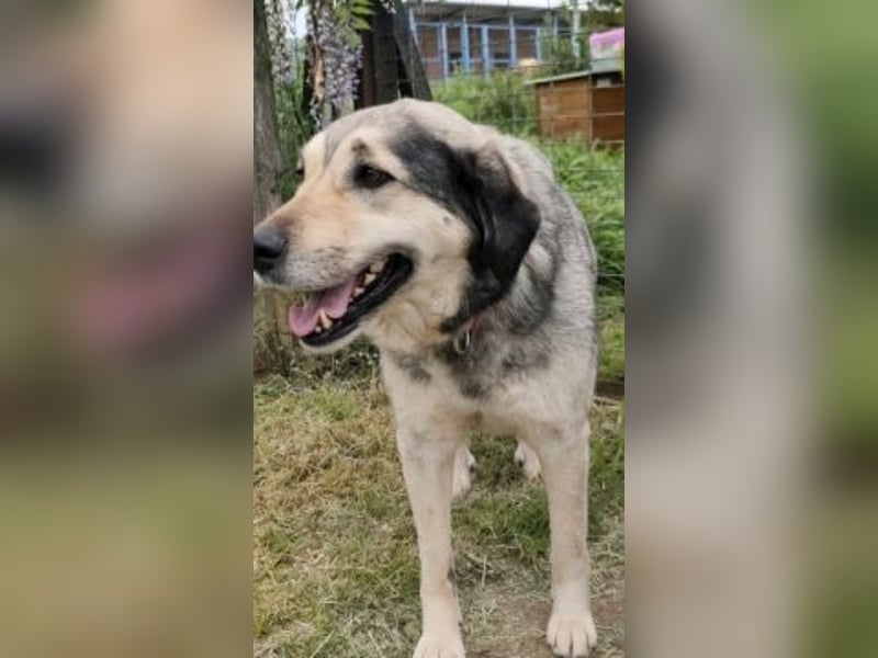 Herzenshund Martina sucht Ihre Menschen