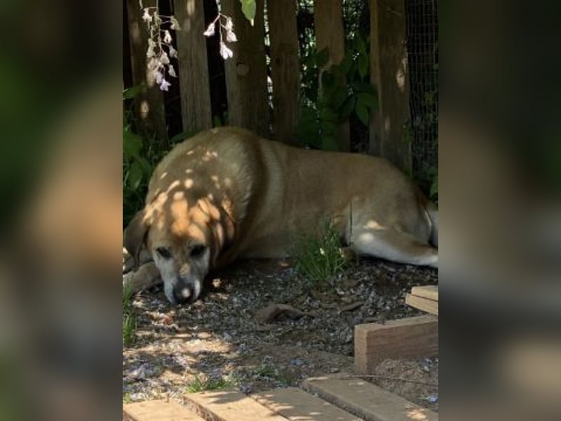 Freundlicher Kleon sucht einen warmen Seniorenplatz