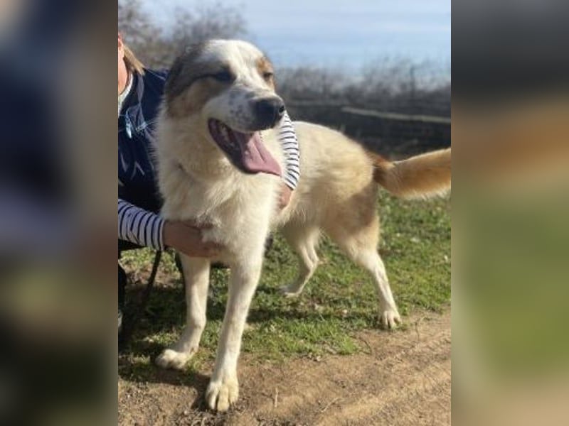 Freundlicher CLIFF - ein Herz auf 4 Pfoten