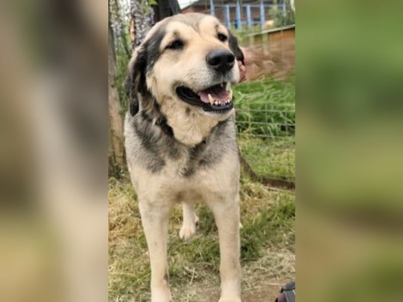 Herzenshund Martina sucht Ihre Menschen
