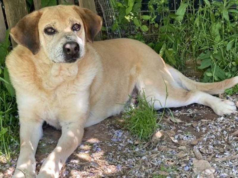 Freundlicher Kleon sucht einen warmen Seniorenplatz