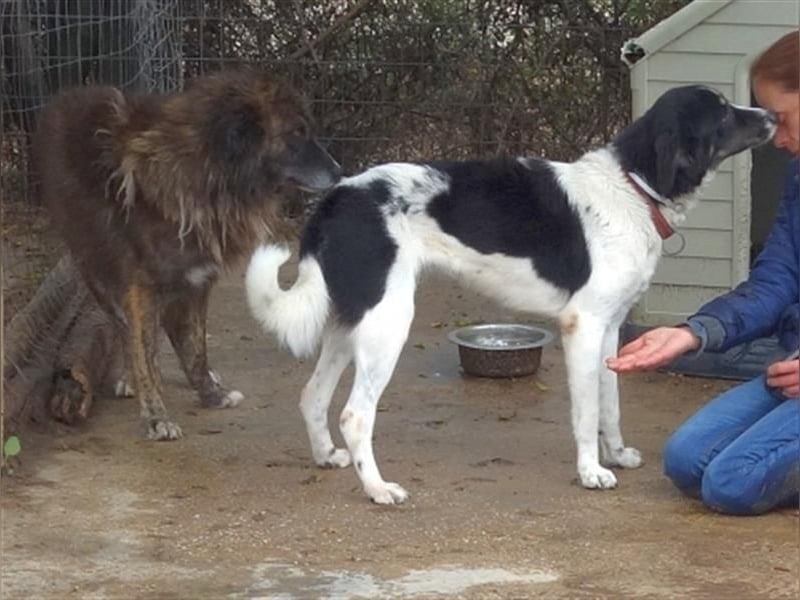 freundlicher Jovan mit bernsteinfarbenen Augen sucht ländliches Zuhause freundlicher Jovan mit bernsteinfarbenen Augen sucht ländliches Zuhause