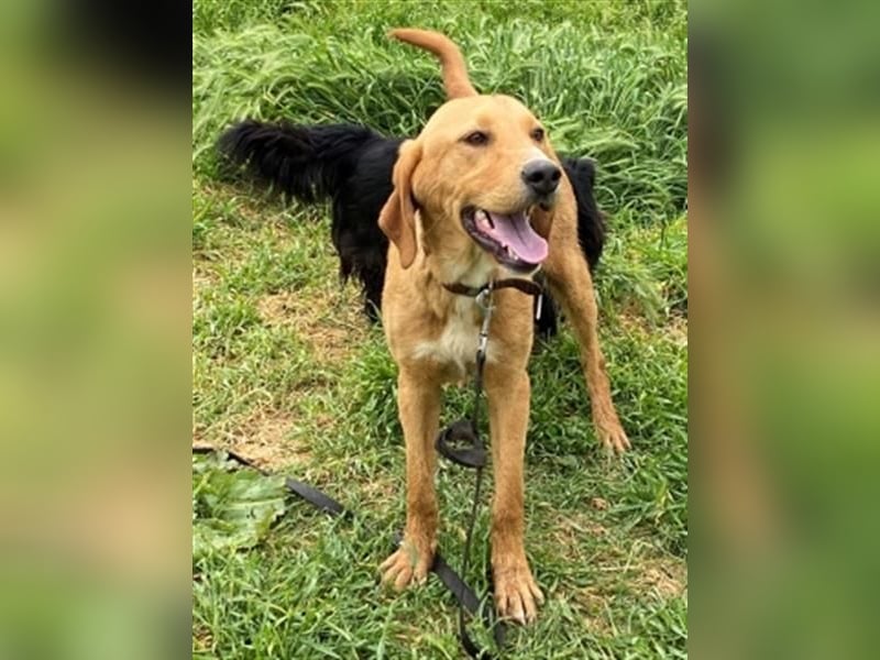 Herzensbrecher Loki sucht Familienanschluss
