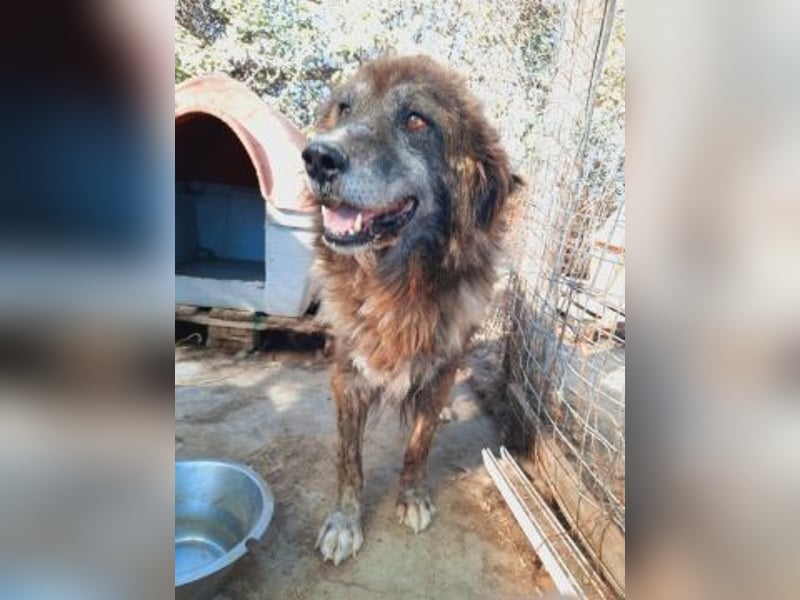 freundlicher Jovan mit bernsteinfarbenen Augen sucht ländliches Zuhause freundlicher Jovan mit bernsteinfarbenen Augen sucht ländliches Zuhause