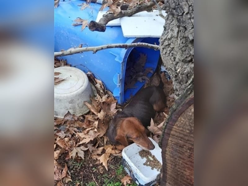 Sanfte Lizoula - Herzenshund mit trauriger Vergangenheit sucht warmes Plätzchen