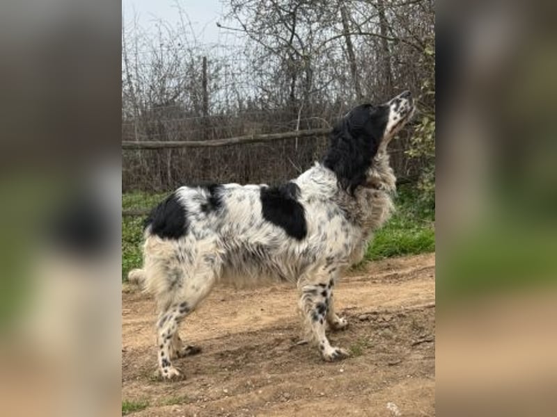 Serafina- schmusige Setter-Mix-Hündin liebt Mensch und Tier