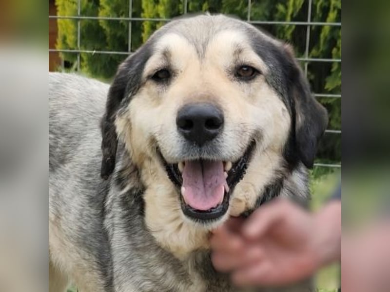 Herzenshund Martina sucht Ihre Menschen