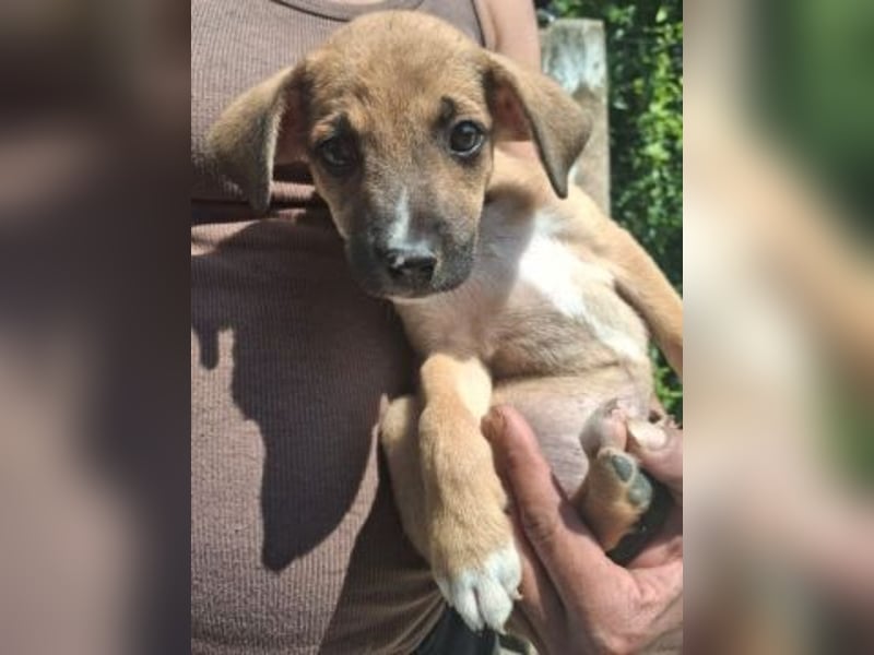 *Reserviert* Eric - kleiner Racker sucht Familienanschluss