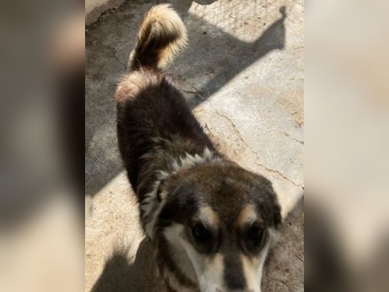 Kyros - ein Herz auf 4 Pfoten