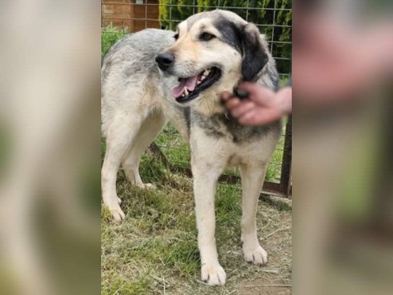 Herzenshund Martina sucht Ihre Menschen