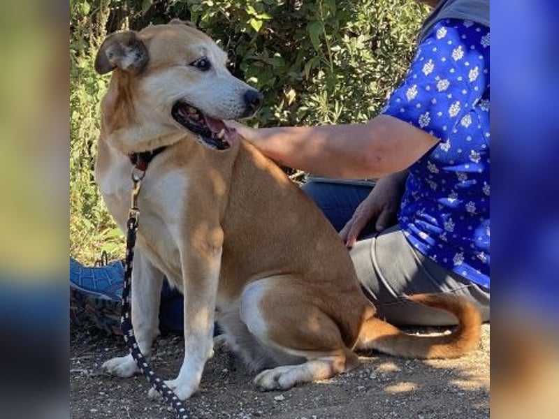 Nala - liebe sanfte Hündin