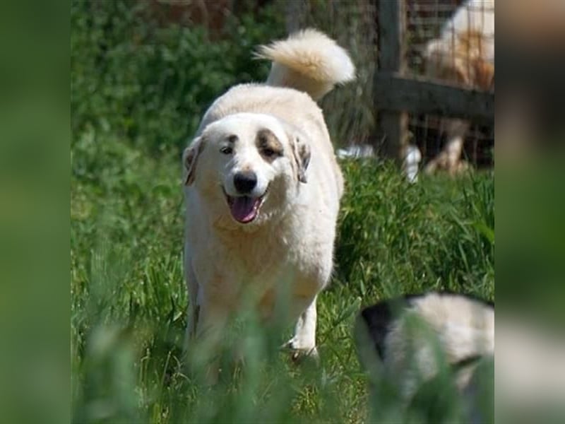 Aroma - eine sanfte Seele wartet auf ihr Glück