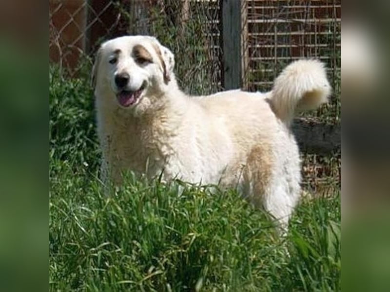 Aroma - eine sanfte Seele wartet auf ihr Glück