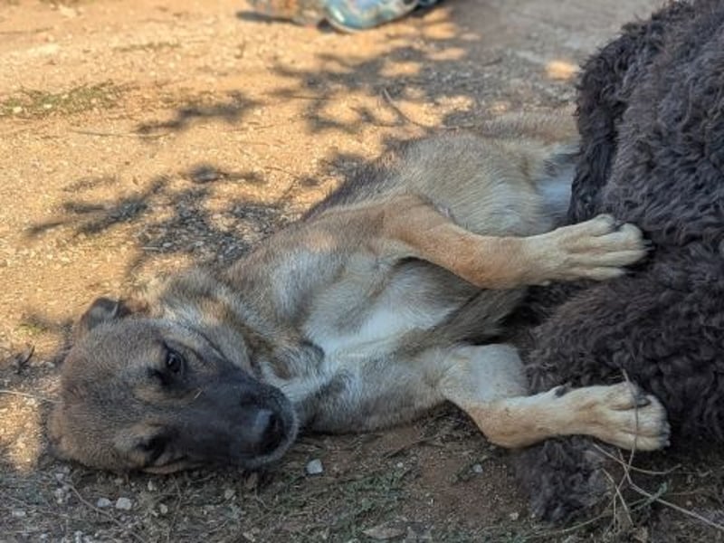 Freundliche Kyra sucht ihr Glück