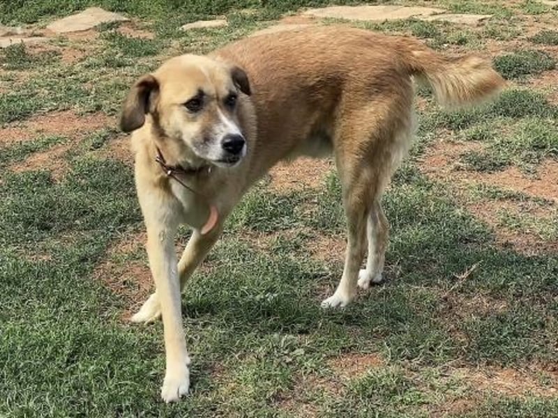 Sanfter Milo sucht ein liebevolles Zuhause für immer ❤️
