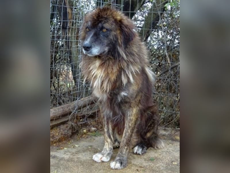 freundlicher Jovan mit bernsteinfarbenen Augen sucht ländliches Zuhause freundlicher Jovan mit bernsteinfarbenen Augen sucht ländliches Zuhause