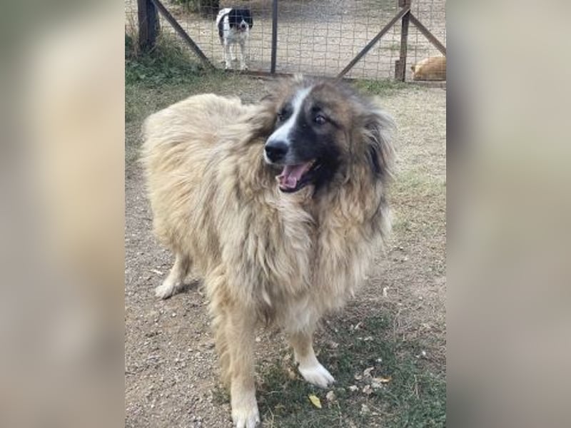 Panagos sucht Zuhause mit Arbeitsauftrag