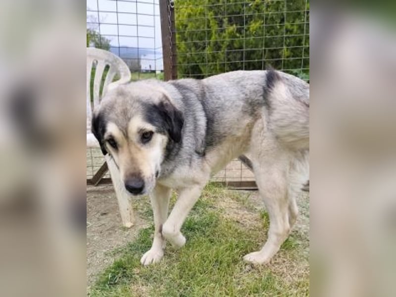Herzenshund Martina sucht Ihre Menschen