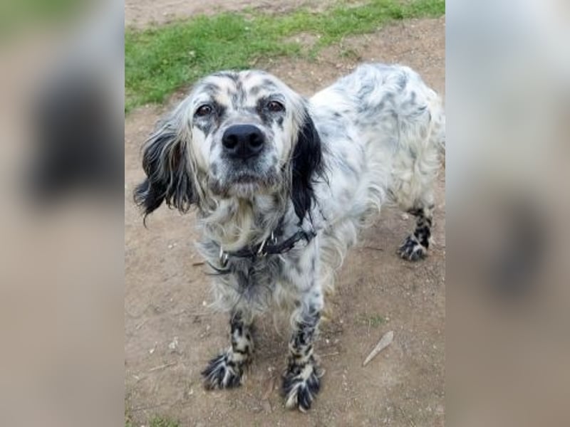 Elvira - treue Settermix Hündin sucht dich