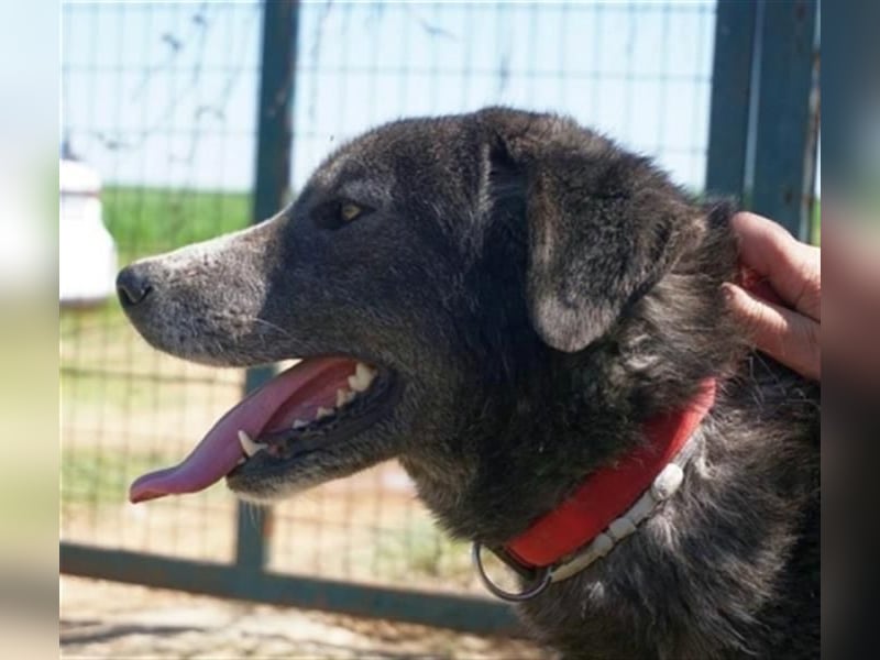 Vital - eine sanfte Seele wartet auf sein Glück