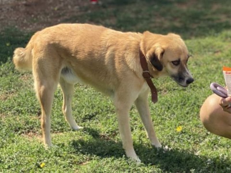 Sanfter Milo sucht ein liebevolles Zuhause für immer ❤️