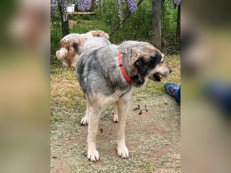 Herzenshund Martina sucht Ihre Menschen