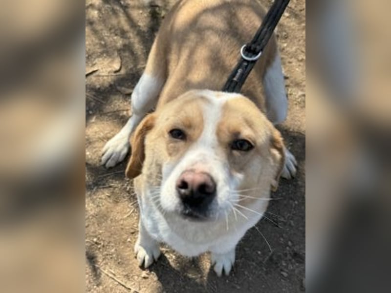 Freundlicher Frankie sucht seine Familie