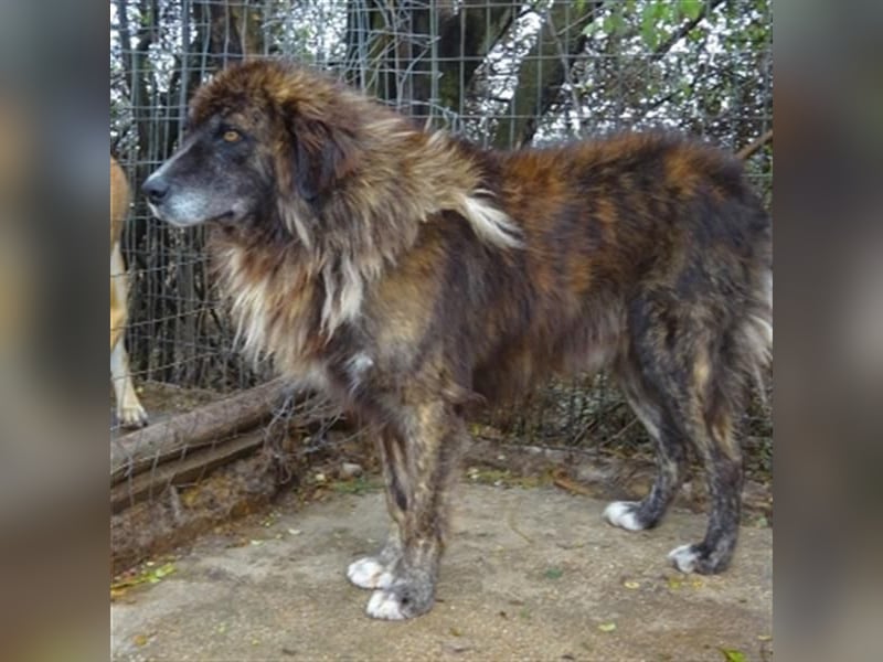 freundlicher Jovan wartet in 28857 Syke