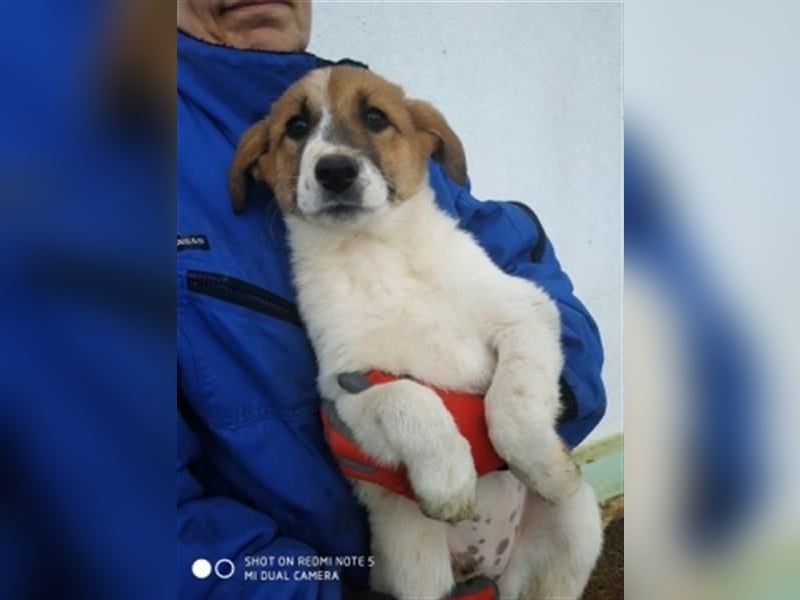 Emma - freundliche Hündin sucht ihre Familie