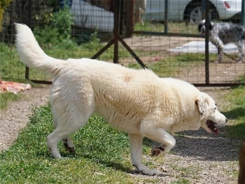 Aroma - eine sanfte Seele wartet auf ihr Glück