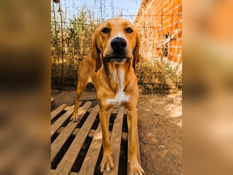 Herzensbrecher Loki sucht Familienanschluss