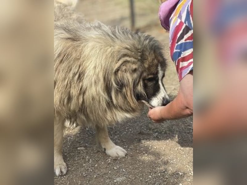 Panagos sucht Zuhause mit Arbeitsauftrag