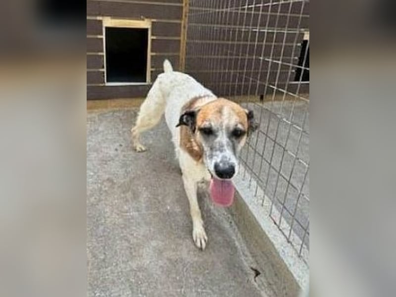 Freundliche Ira sucht Seniorenplatz