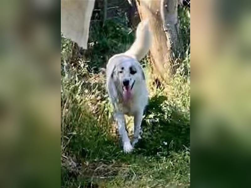 Aroma - eine sanfte Seele wartet auf ihr Glück