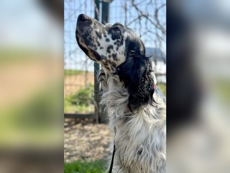 Matteo - feiner junger Setter-Mix