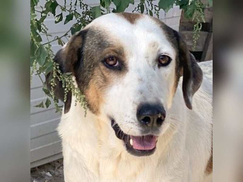 Alaska - ruhiges, verträgliches Hundemädchen