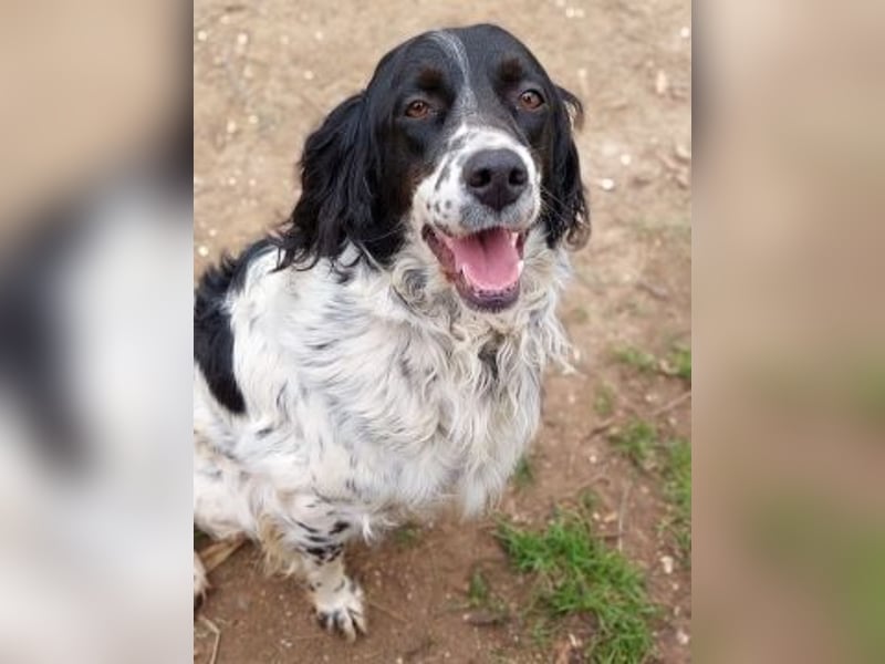 Serafina- schmusige Setter-Mix-Hündin liebt Mensch und Tier