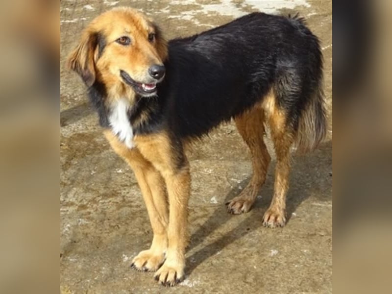 Foureira - bezauberndes Hundemädchen sucht ihre Familie