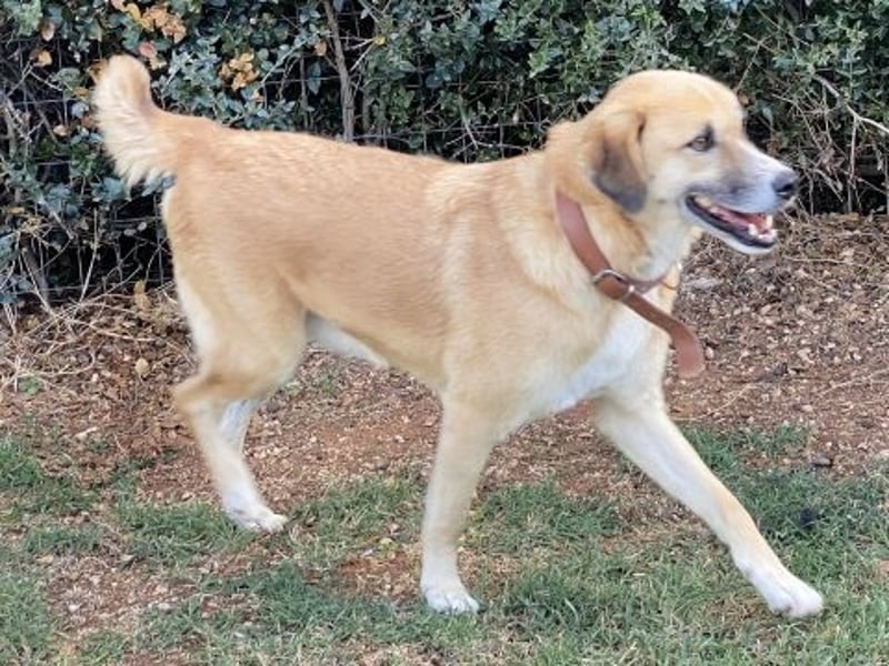 Sanfter Milo sucht ein liebevolles Zuhause für immer ❤️