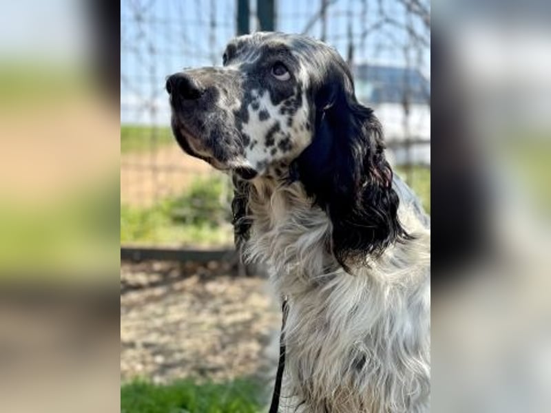 Matteo - feiner junger Setter-Mix