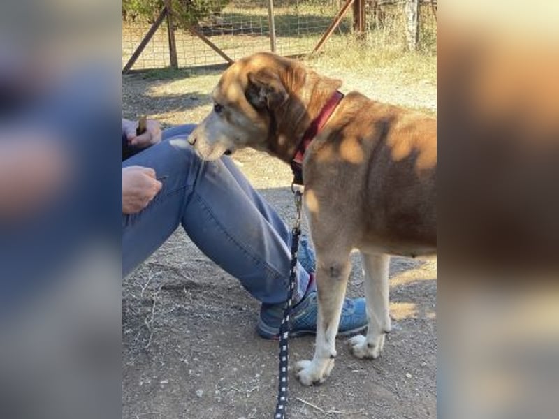 Nala - liebe sanfte Hündin