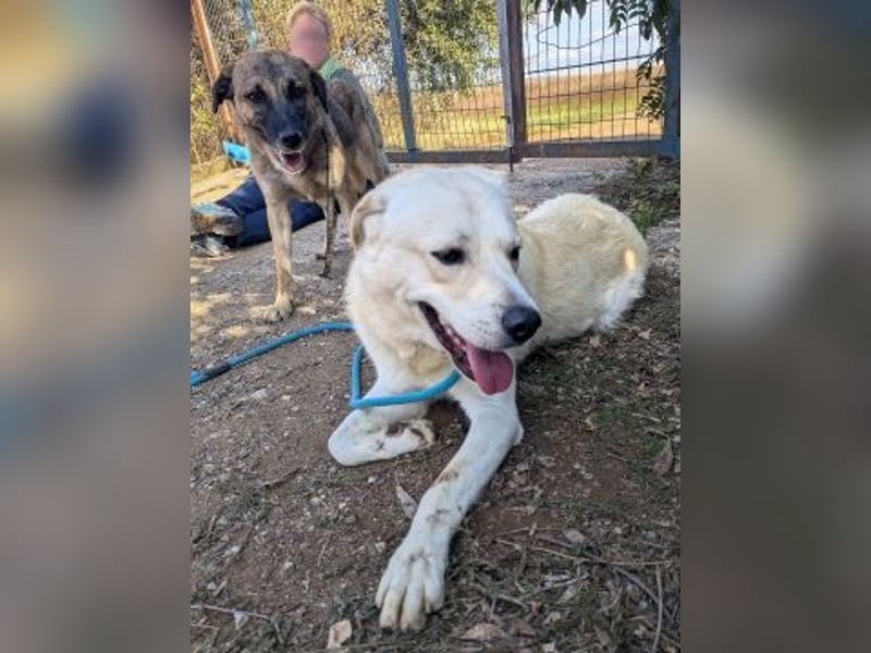 Freundliche Kyra sucht ihr Glück