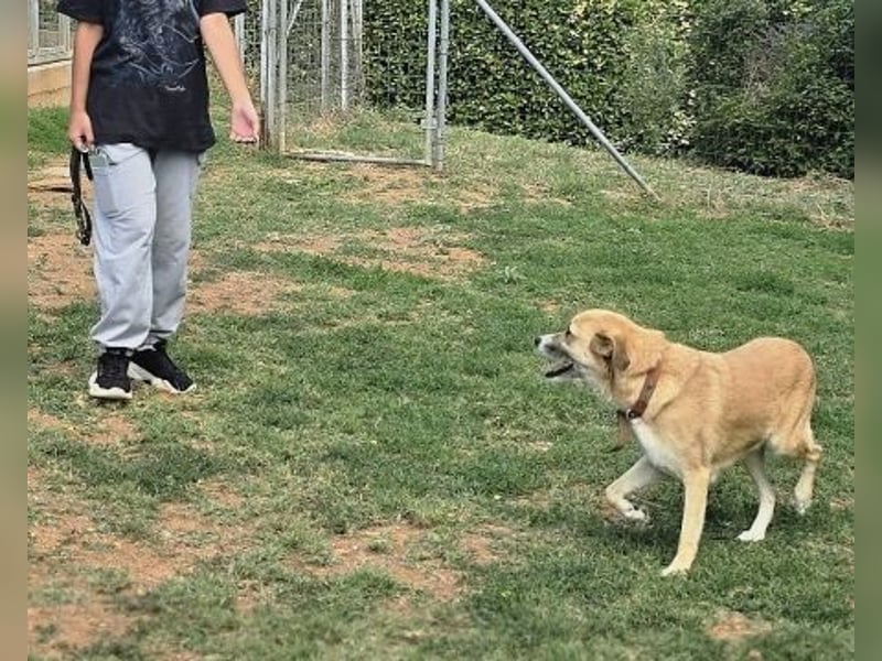 Sanfter Milo sucht ein liebevolles Zuhause für immer ❤️