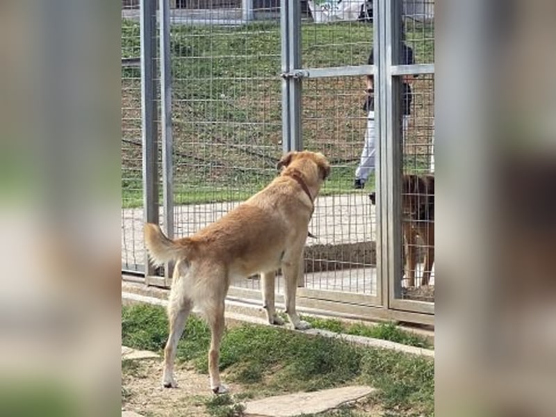 Sanfter Milo sucht ein liebevolles Zuhause für immer ❤️