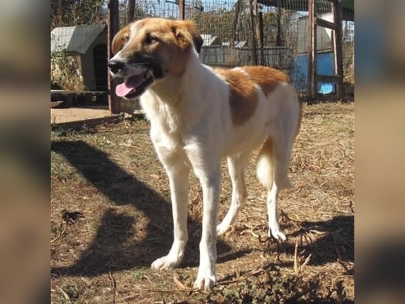 Emma - freundliche Hündin sucht ihre Familie